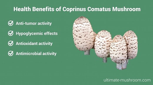 Coprinus comatus