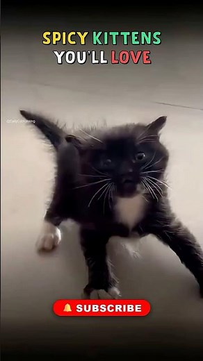 Spicy Kittens Youll Love 🌶️ 🐈