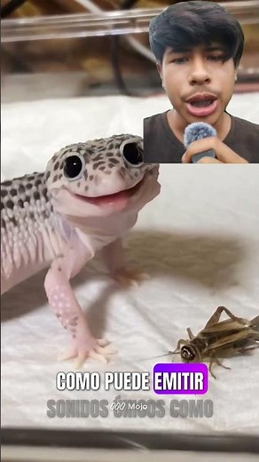 Sonidos del Leopardo Gecko (Noises) #Reptiles #leopardgecko #datoscuriosos #animals
