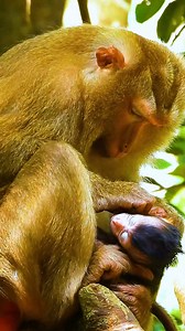 6K views · 86 reactions | The latest news shows Baby Astro needs close care #fypシviralシ2024 #fypシ゚viralシ #BMW #reelsfacebook #reelsvideoシ #reelsviralシ #reelsviral #fypviralシ #reelschallenge #monkey #rose #rina #newbornbabymonkey | Angkor Forest | Facebook