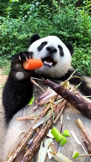 The daily life and feeding habits of animals