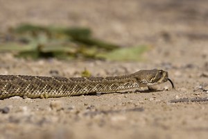 SURVIVING THE HOT LIST: SEASON 2Presented by Rapsodo