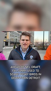 53K views · 139 reactions | A fake call but real birds. It’s an effective combination on full display in downtown Detroit. A Michigan couple has been hired by Bedrock Detroit to keep away pesky pigeons and starlings and their poop, all to keep downtown clean before NFL fans arrive for the draft. #nfldraft #downtowndetroit #detroit #falconry #birds | WXYZ-TV Channel 7 | Facebook
