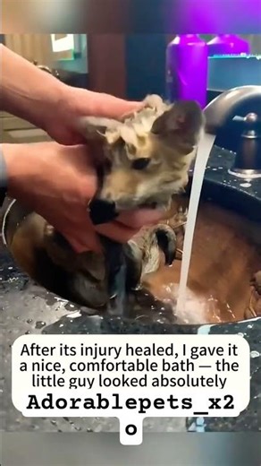 A fox is crying out loudly for help ,what’s happening to it?#fox #baby #Love #cute #rescue