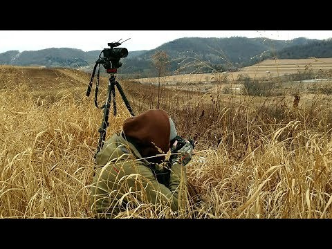 Switchgrass Deer Screening Strategy