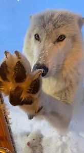 65K views · 2.6K reactions | I Helped a Wolf Rescue Her Pups - See What Happens Next #fyp #Wolf #animalrescue | Nani Scarlet | Facebook
