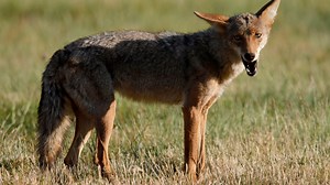 3 coyote attacks on people reported within just days in north Phoenix