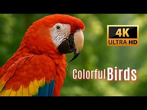 The Most Colorful Birds in 4K - Relaxing Nature Footage