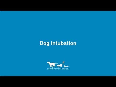 Dog Intubation