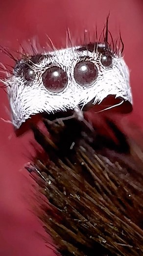 3.6K views · 3 comments | Phidippus Reguis moult macro photography #macrophotography #moult #jumpingspider #spidermoult #phidippusregius | Jumping spider & Moth life | Facebook