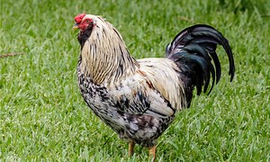 Sussex Chicken