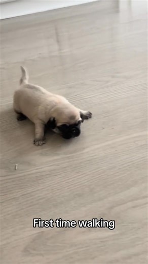 71K views · 2.9K reactions | First time walking 李﫠 ………WOOF 﫣凉 Pug puppies for adoption #pugloversv #PetLoversParadise #pugs #puglife #pug #dogs #petlovers #cutedogs #puglove | Pug puppies for adoption | Facebook