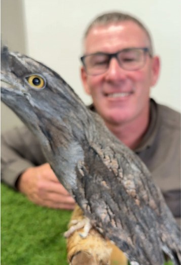 Tawny Frogmouth: The Master of Camouflage