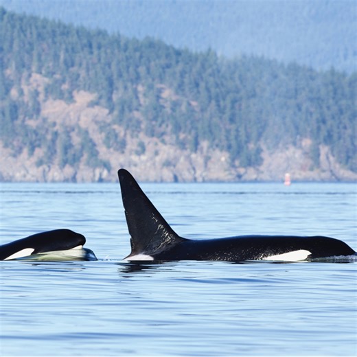 Whale watching, hiking, biking, kayaking, charming villages. Plan your escape to the San Juan Islands! | Visit San Juans