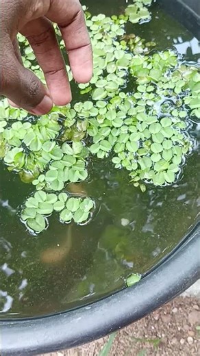 Albino Catfish Feeding😲🐟