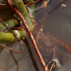 Winter may be quiet, but our bare root roses are full of promise. Shipped when conditions are right for your garden, they’ll settle in calmly and prepare for a generous season of summer blooms. Now is the ideal time to choose your roses while stocks last. Enjoy 15% off all roses with code PETALS and bring the beauty, fragrance, and character of English Roses to your garden. | David Austin Roses