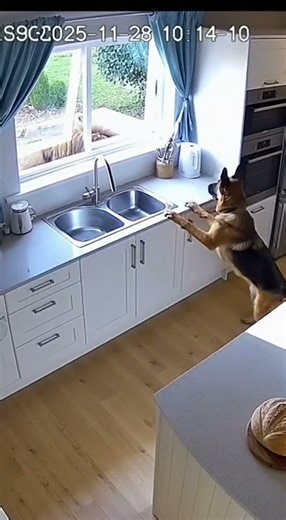 German Shepherd vs Lion in Kitchen | Real CCTV Footage