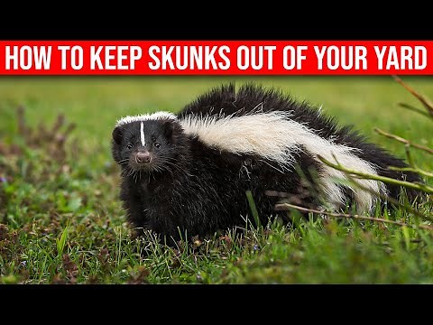 How To Keep Skunks Off Your Yard- (Quick & Easy)