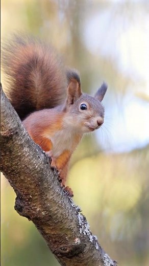 Red squirrel poses and poops in slow-motion #wildlife