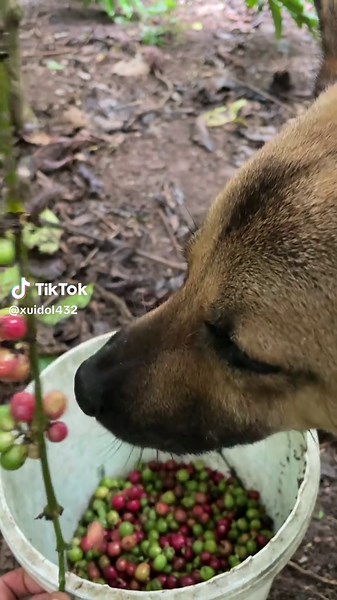 Món Cafe Chó Hái: Dám Uống Không?