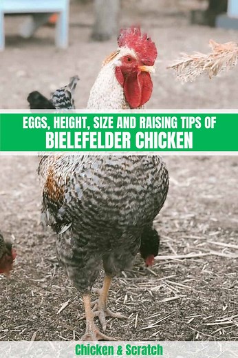 Bielefelder Chicken: History, Size, Eggs, Health and Care