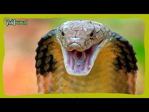 LA COBRA REAL: La serpiente venenosa mas grande del mundo.
