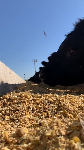 Exploring the Beauty of Corn in Cattle Feeding
