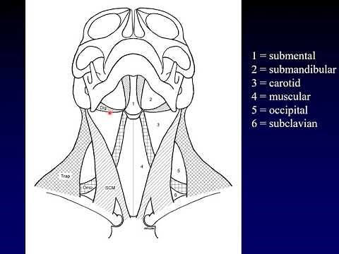 Neck Anatomy 1: Landmarks and Spaces