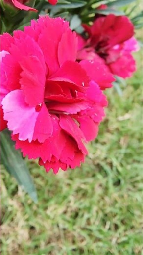 Carnation Flower Close-Up | Pure Garden Vibes 🌿 #Shorts