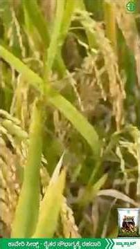 ಕಾವೇರಿ ಜ್ಯಾಕ್ಪಾಟ್ - ಸಿಕ್ಕಾಪಟ್ಟಿ ಬರ್ಜರಿಯಾಗಿದೆ #kaveriseeds #agriculture#agrigrowth#youtubeshorts