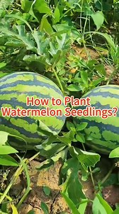 How to plant watermelon seedlings?#gardeningtips #garden #gardening #gardeninghacks #plantlover #plant #agriculture #planting #planttips #gardentok #PlantTok #farm #plants #watermelon | Planting Fever