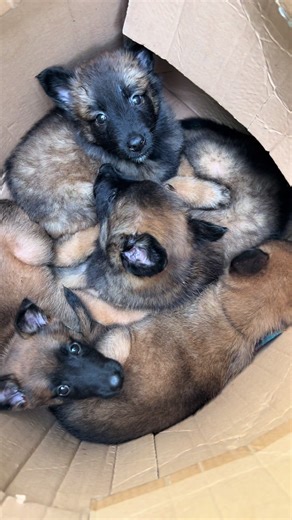 Incroyable je croise l’un des chiots abandonné que j’ai récupéré 😱 #chiot #malinois #mignon #dog