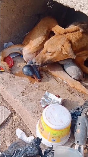 AMAZING DOG BIRTH!!! #shorts #shortfeed #dog #amazing #cute #puppies #shortvideo