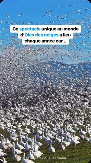 Spring effect 💚 Vidéo by @mukul.soman #ecologie #biodiversite #nature #animaux #animallovers | Merci pour l'info Jo