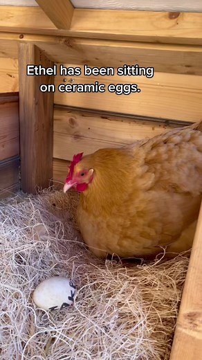 Ethel the Hen Adopts Chicks Two Years in a Row!