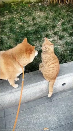 "Dogs Reacting to Fireworks – Hilarious Reactions! #DogFireworks #FunnyPets"