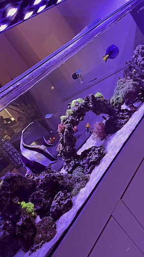 Personajes de Buscando a Nemo: ¡Conócelos Todos!