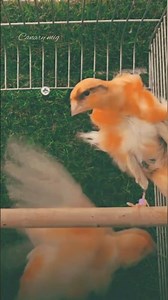 The Fluffy Milado Canary Reveal – A Stunning Orange Beauty!