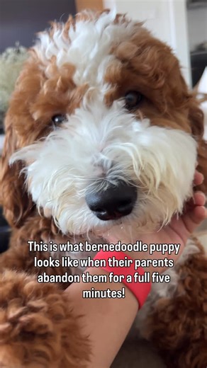 Luca BerneDoodle on Instagram: "You need me all the time mom!"