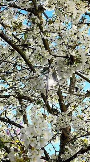 Sunlight Shining Like Diamonds Through Cherry Blossoms.