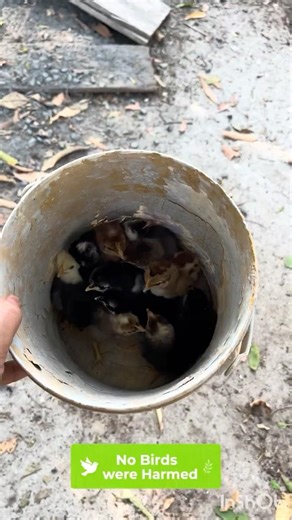 Hatching Setup to Brooding Shift 🐥 | Parent Accepts New Chicks | Country Chicken Farm