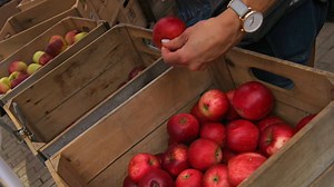 Take your pick: Here are 10 orchards to go apple picking in the Southern Tier