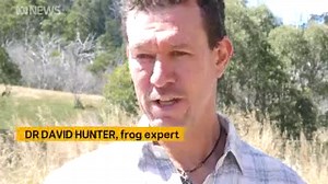 100 southern corroboree frogs have been released in Koscisuzko National Park