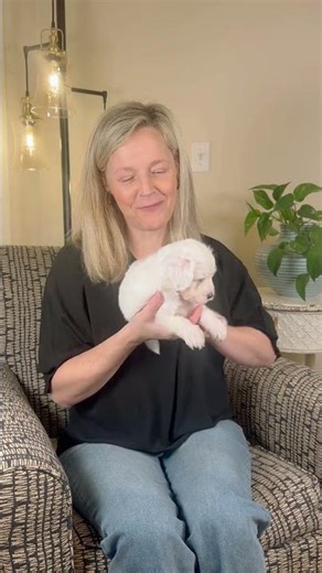 Chrys F1b Micro Mini Sheepadoodle