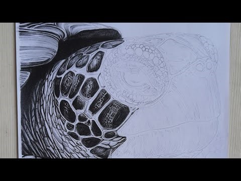 Hyper Realistic Turtle Face Shading | Pencil Sketch Live Part 4