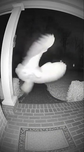 Owl vs Rat 🦉🐀 | Night Vision Doorbell Cam Attack