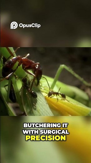 Ants vs Mantis: Epic Battle & Deadly Decapitation!