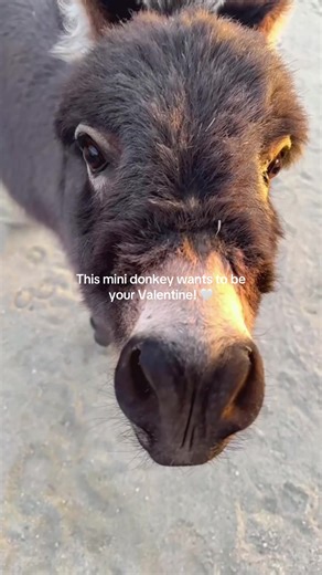 This cute mini donkey wants to be your Valentine! Send him a heart in the comments if you think he’s cute! @mojaveminidonkeys #cuteanimals #animallover #mojavedesert #cutenessoverload