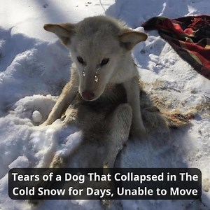 More videos you may like