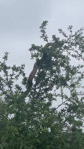 #onlyintexas #python #inmyneighborhood